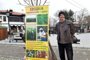 Evodija - otporna na gradske uslove, a bogata nektarom za pčele