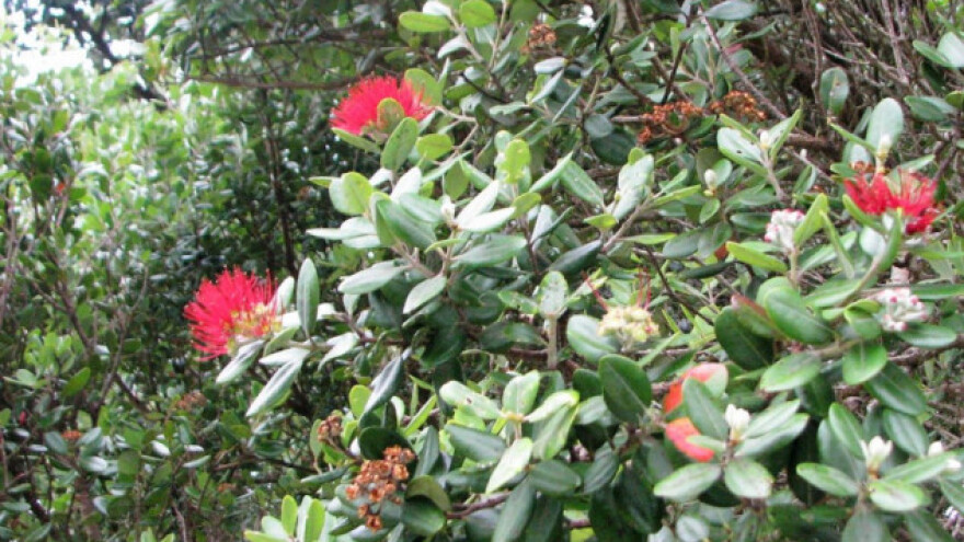 Novozelandsko božićno drvo ostavlja bez daha