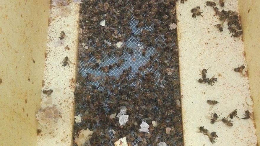 Nozema - tihi ubojica pčelinjih društava