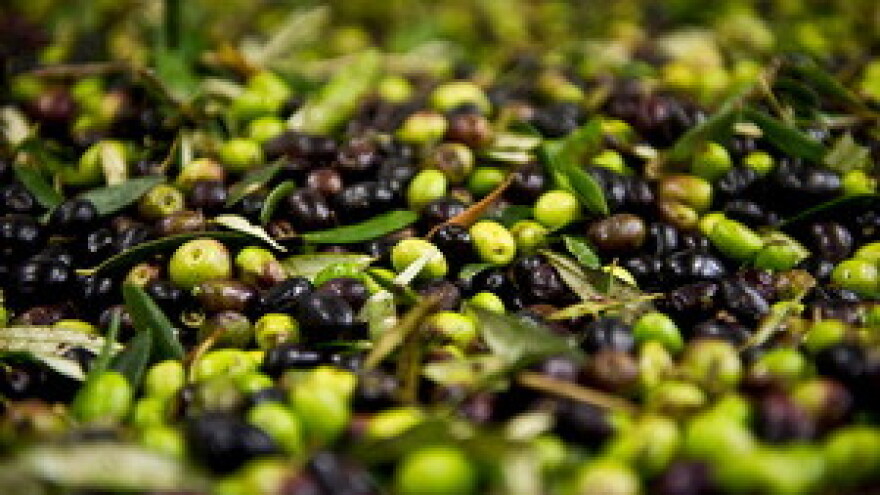 Dalmatinske "supermasline"