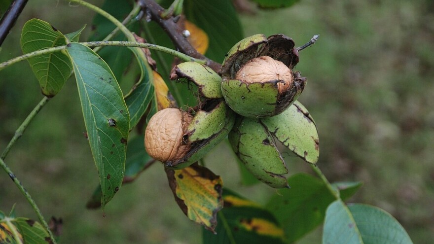 Otrovnost oraha i njegovog lišća - šta uzgajati u blizini oraha