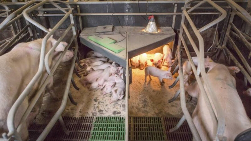 Sve o stočarstvu na danskom NutriFairu