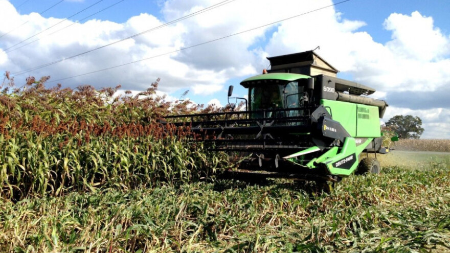Sirak - kultura koja pobuđuje sve veći interes