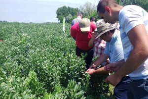 Oko boba iz Slavonije uskoro bi se mogao vrtjeti lanac prehrambene industrije Europe