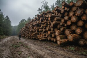 O ilegalnom prometu drva u Osijeku