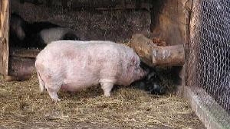 Ponovna zabrana izvoza živih svinja