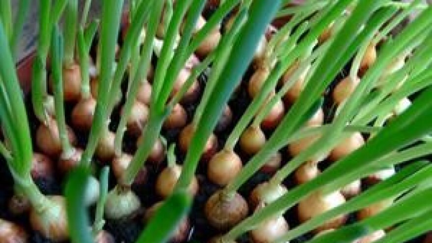 Mjere u zaštiti luka i češnjaka