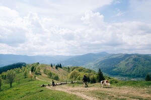 Stočari na mukama - čobana nema, čak se i tuku za njih