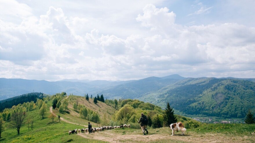Stočari na mukama - čobana nema, čak se i tuku za njih