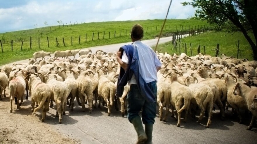 Čobani moraju imati ovjeren ugovor o zakupu tla gdje vode ovce na ispašu!?