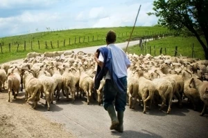 Stočari na mukama - čobana nema, čak se i tuku za njih