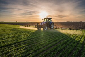 Obavezno na vreme zaštitite pšenicu!