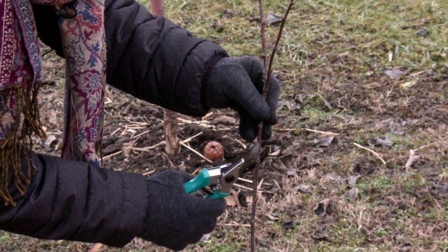 Obavezna zimska rezidba voćki u prvoj godini po sadnji