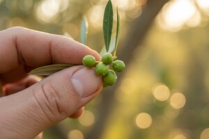 Obavijest maslinarima