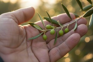 Obavijest maslinarima!