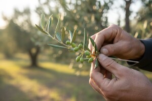 Obavijest maslinarima