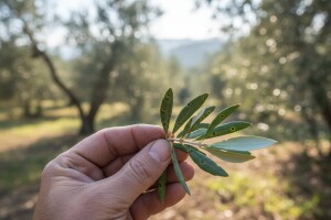 Obavijest maslinarima!