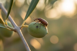 Obavijest maslinarima!