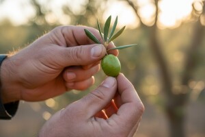 Obavijest maslinarima!