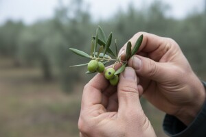 Obavijest maslinarima