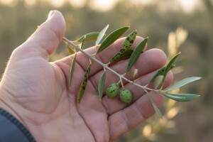 Obavijest maslinarima