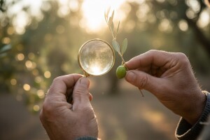 Obavijest maslinarima