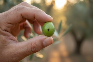 Obavijest maslinarima!