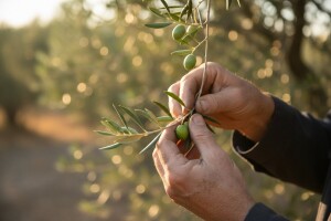 Obavijest maslinarima!