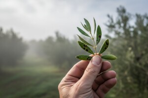 Obavijest maslinarima!