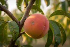 Obavijest o mjerama zaštite koštičavog voća