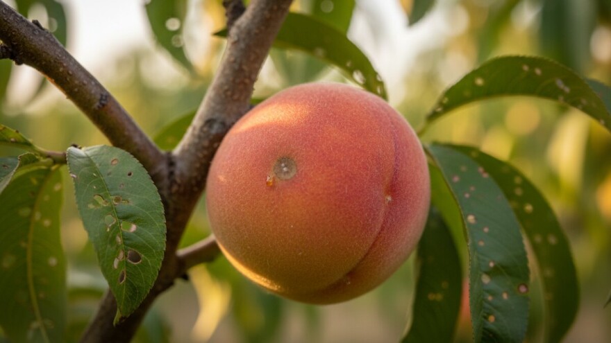 Obavijest o mjerama zaštite koštičavog voća