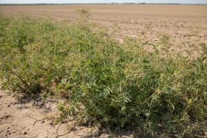 Obavijest o obveznom uklanjanju ambrozije