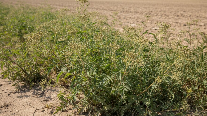 Obavijest o obveznom uklanjanju ambrozije