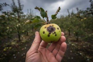 Obavijest o sanaciji rana u nasadima nakon tuče