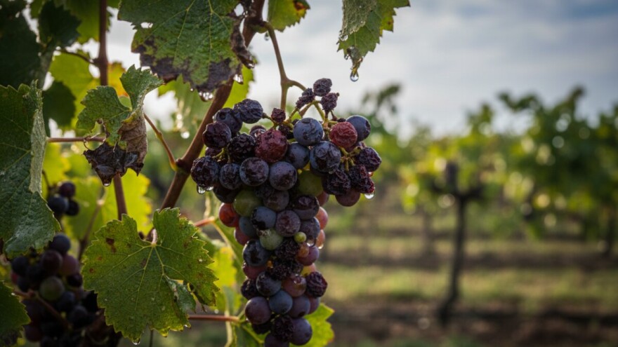 Obavijest poljoprivrednicima