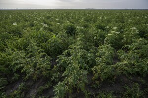 Obavijest poljoprivrednicima na poplavljenim područjima