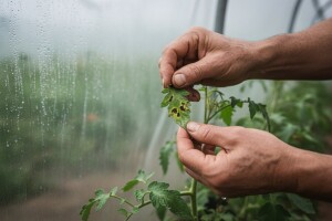 Obavijest povrćarima