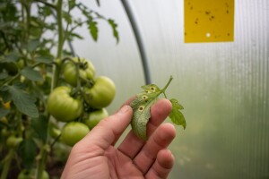 Obavijest povrćarima