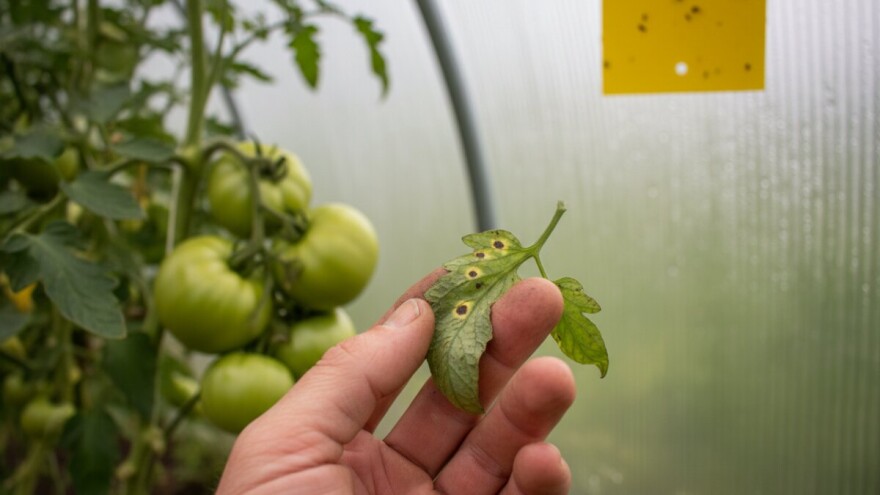 Obavijest povrćarima