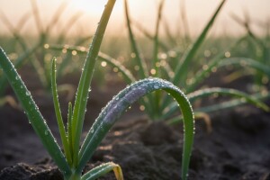 Obavijest povrćarima