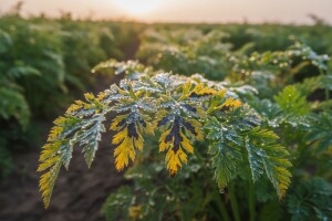 Obavijest povrćarima!