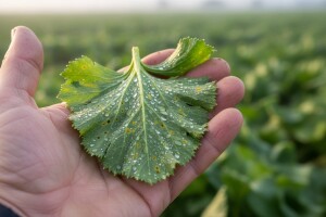 Obavijest povrćarima!