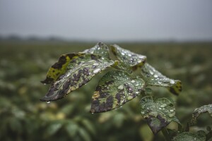 Obavijest povrćarima!