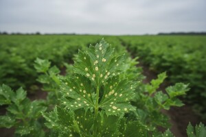 Obavijest povrtlarima!