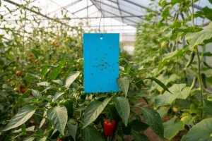 Obavijest povrtlarima!