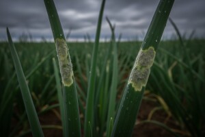 Obavijest povrtlarima!