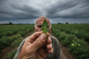 Obavijest povrtlarima!