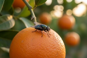 Obavijest proizvođačima agruma