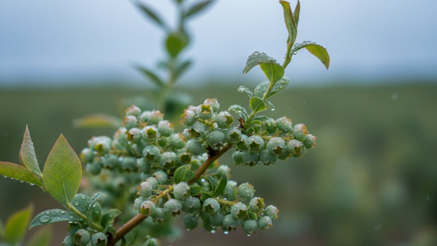 Obavijest proizvođačima borovnica!
