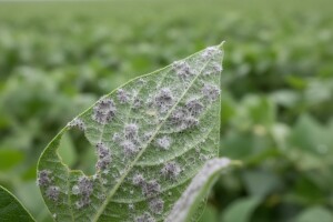 Obavijest proizvođačima graha